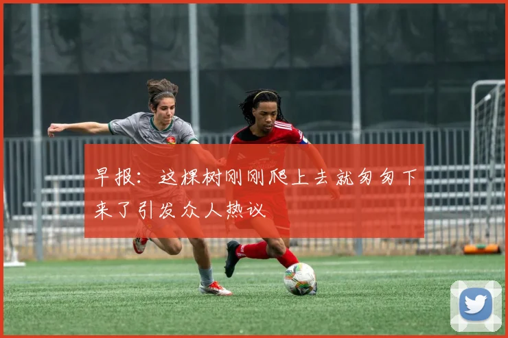 早报：这棵树刚刚爬上去就匆匆下来了引发众人热议